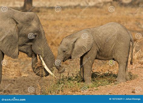  De 'Olifant en het Kind', een Oogverblindend Portret van de Mens-Dier Band!